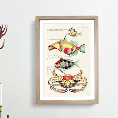 East Indies Fish & Crab Illustrations XXXIV by Louis Renard - Picture Frame Painting Print