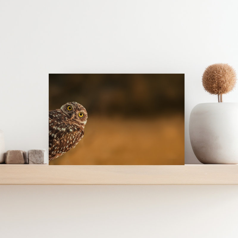 Curious Burrowing Owl Contemporary Bird Owl Forest Wall Art Print, 30.48cm H x 45.72cm W