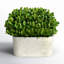 Thisbe 9'' Boxwood Topiary in Ceramic Pot