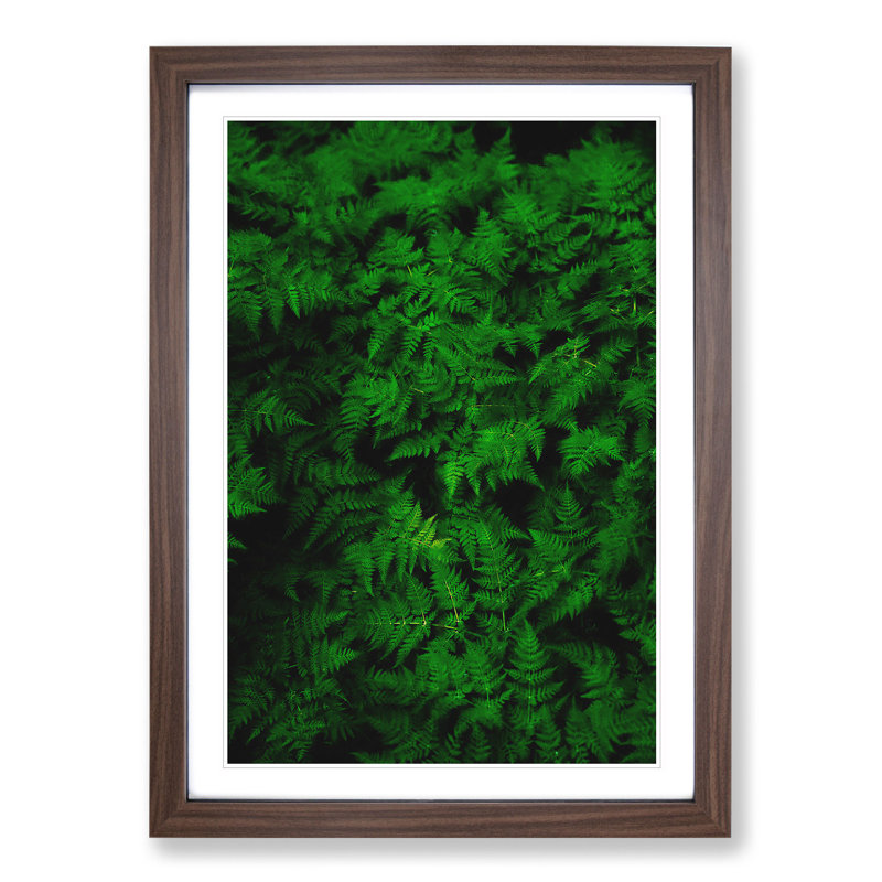 Fern Leaves Vol.3 - Framed Print, Walnut Framed, 65cm H x 48cm W x 2cm D