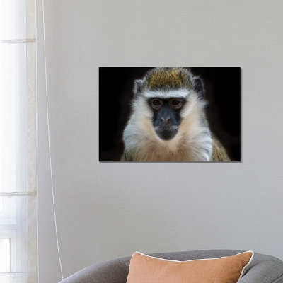 Vervet Monkey Colour by David Whelan - Wrapped Canvas Painting