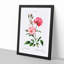 Ever-blowing Pink Roses by Pierre-Joseph Redoute - Picture Frame Painting Print-55535959-55535960