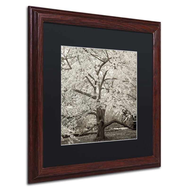 Alan Blaustein, «Hampton Magnolia II», reproduction de photo encadrée, H 11 po x l 14 po x P 0,5 po, Noir, Brun