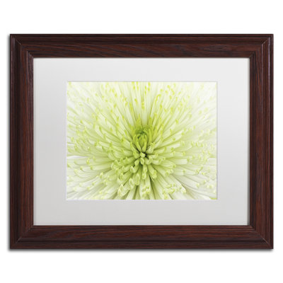 « lime light spider mum », reproduction de photo sur toile encadrée