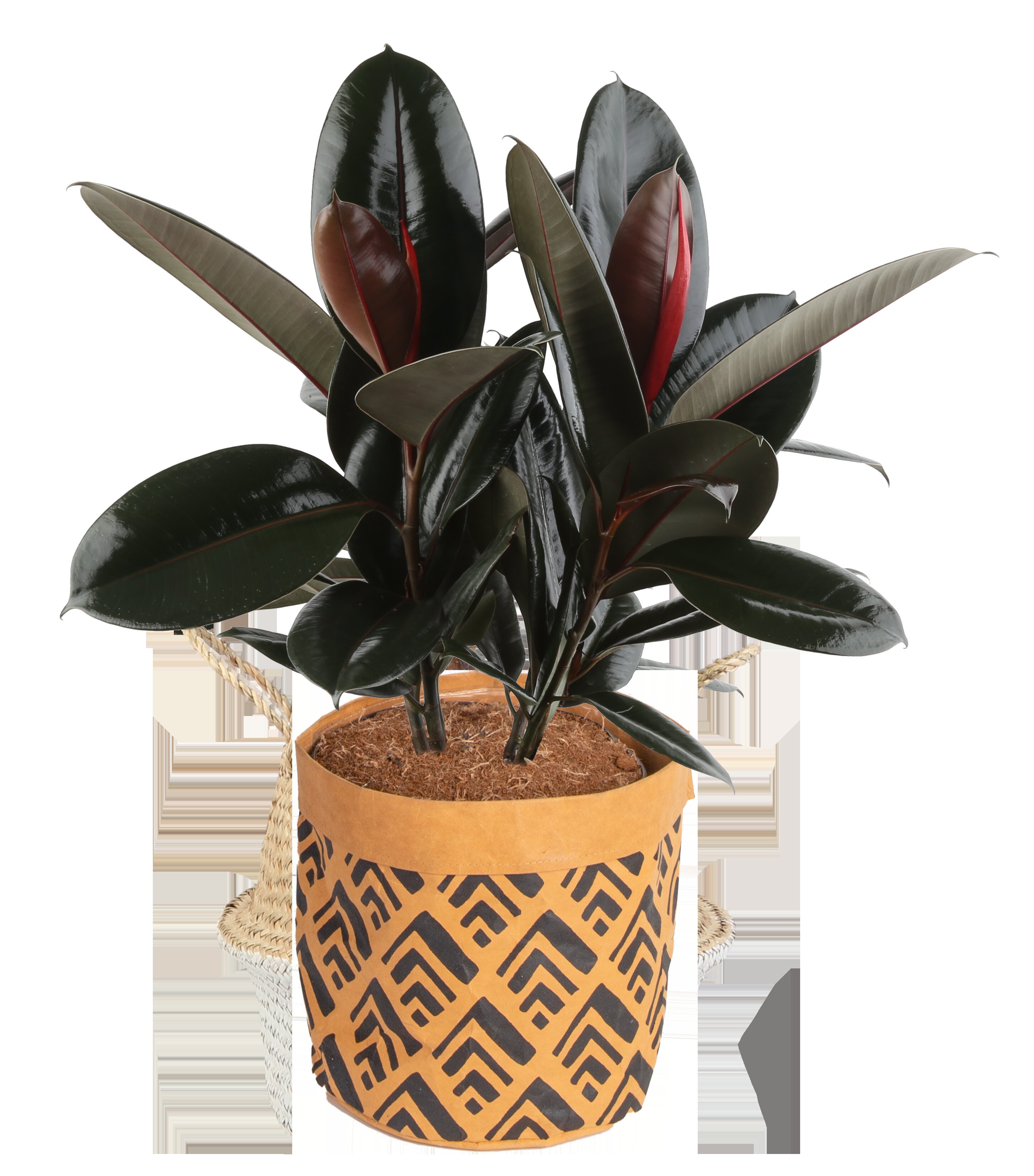 18'' Burgundy Rubber Plant in Washable Paper Basket & Reviews