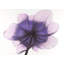 Magnifique fleur d'anémone mauve, impression encadrée
