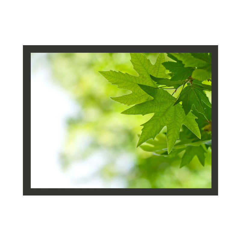 Leaves (Shallow Focus) 1.54m x 200cm Wallpaper, 300 cm x 231 cm