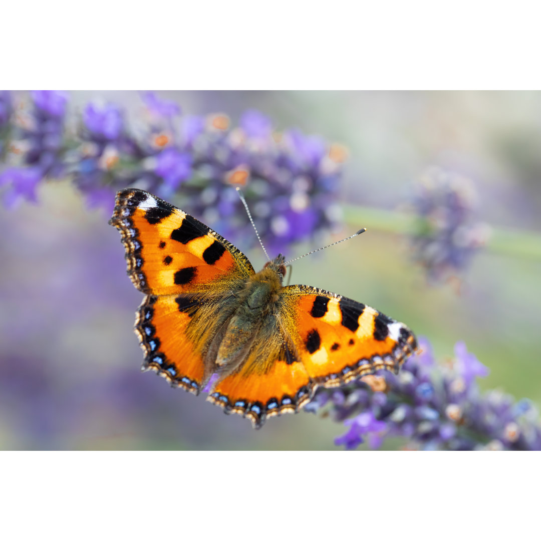 Schmetterling auf Lavendel - Kunstdrucke auf Leinwand ohne Rahmen