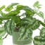 Scindapsus Bush in Ceramic Pot