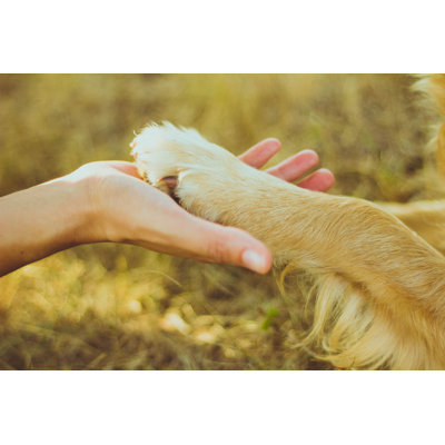 Dog Paw and Human Hand by Nevena1987