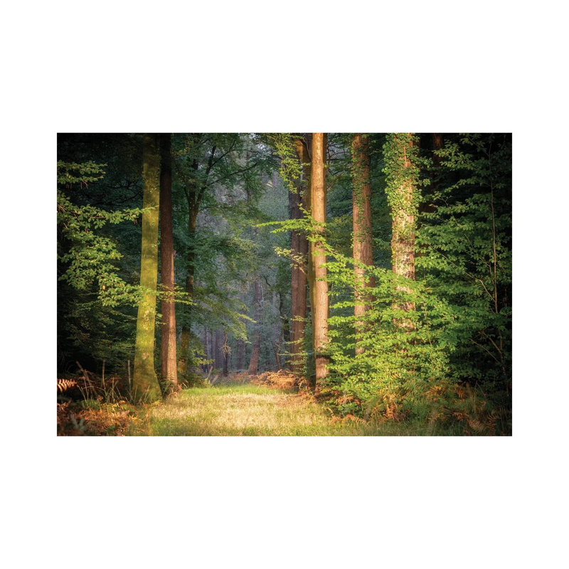 Sweet End Day In The Forest by Philippe Manguin - Wrapped Canvas Print, 66.04 cm H x 45.72 cm W