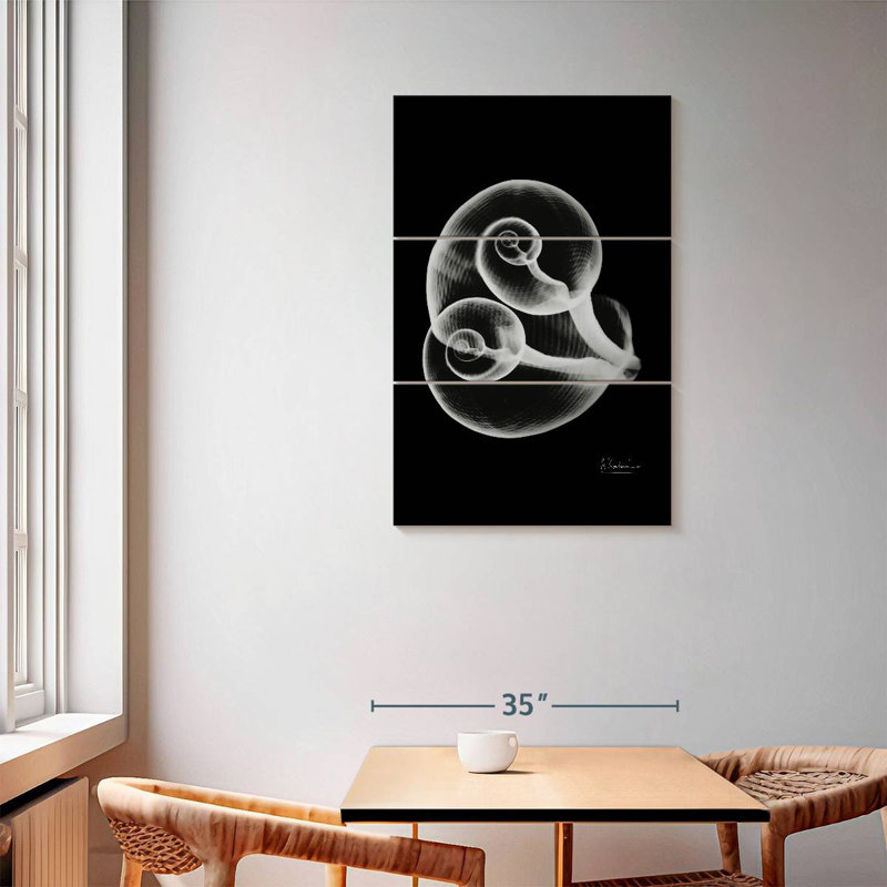 Aletra Conjoined Shells, 57" H x 36" W