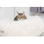 Lit rond pour chat-50918139
