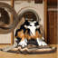  Tapis lavable Entlebucher Mountain Dog Dogs-2142506656