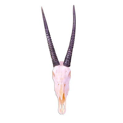 Hadji Real Oryx Antelope Skull
