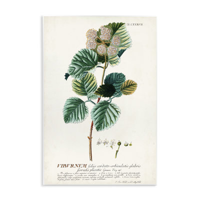 Scientific Botanical Plant Seeds Wall Plaque Art by Unknown