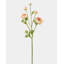 Real Touch Coran Ranunculus 22 po-762351730
