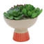 Succulent dans un pot de fleurs-1405813410
