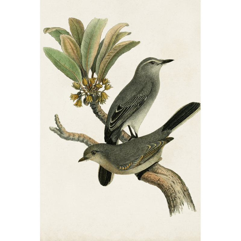 Antique Bird Trio I - Wrapped Canvas Print, 46cm H x 30cm W