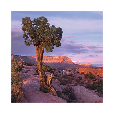 Single-Leaf Pinyon Pine At Toroweap Overlook, Grand Canyon National Park, Arizona 1 Piece Wall Art on Canvas