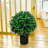 20.98'' Jasmine Plant
