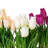 Polysilk Tulip Arrangement in Pot