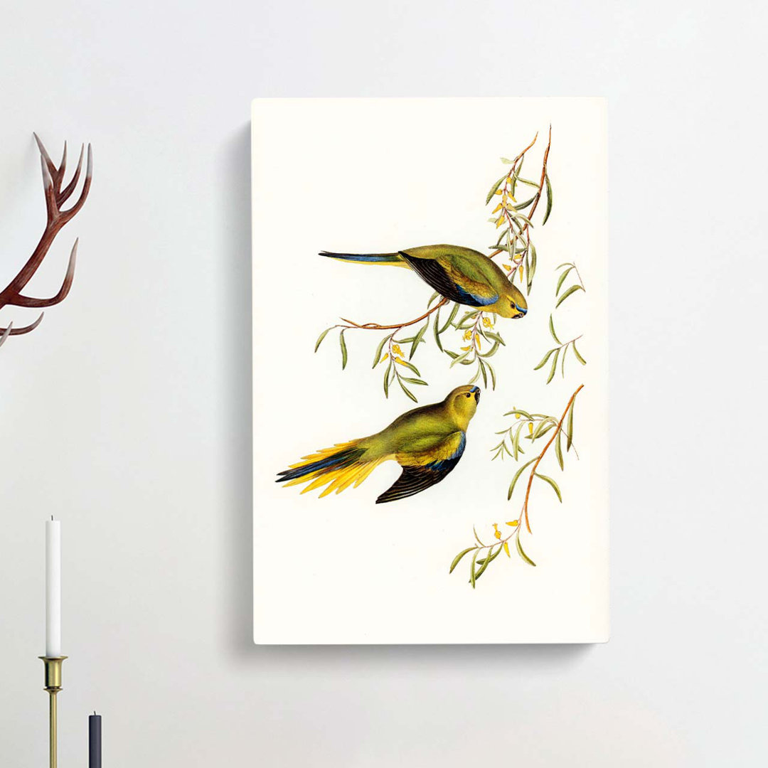 Elegant Grass-Parakeets by Elizabeth Gould - Wrapped Canvas