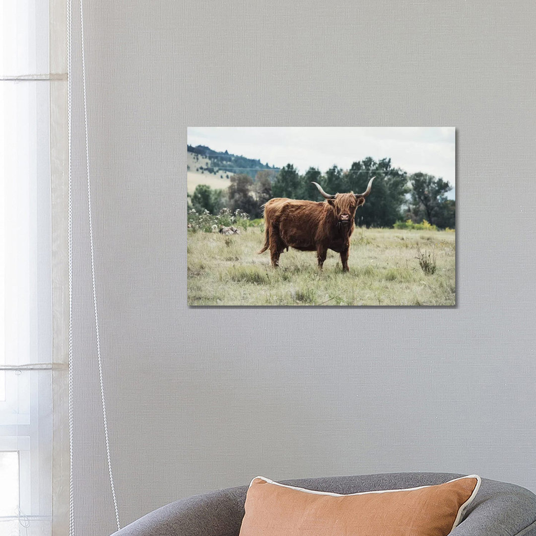 Highlander Cow - Wrapped Canvas Print