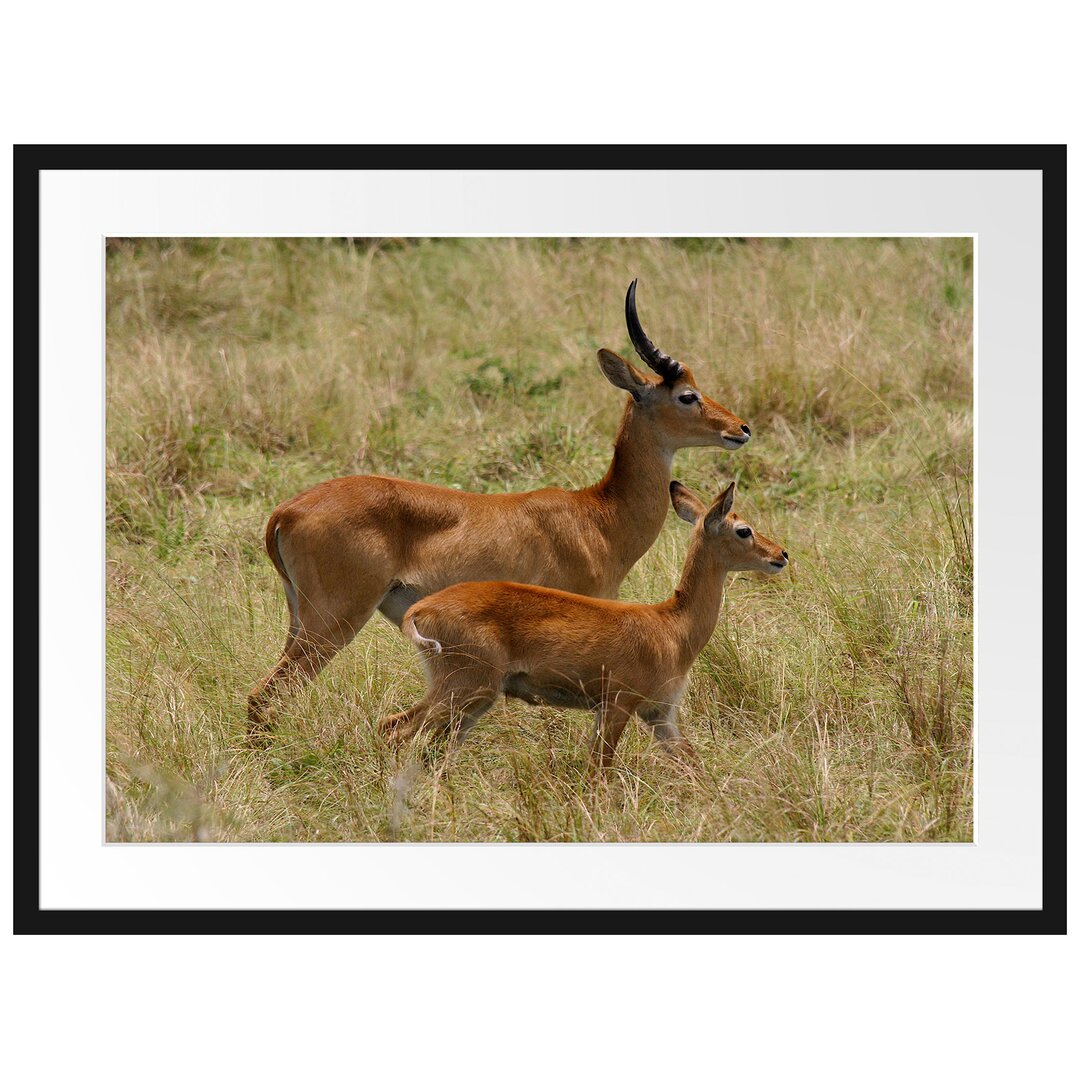 Gerahmtes Poster Dorkasgazelle mit Jungtier