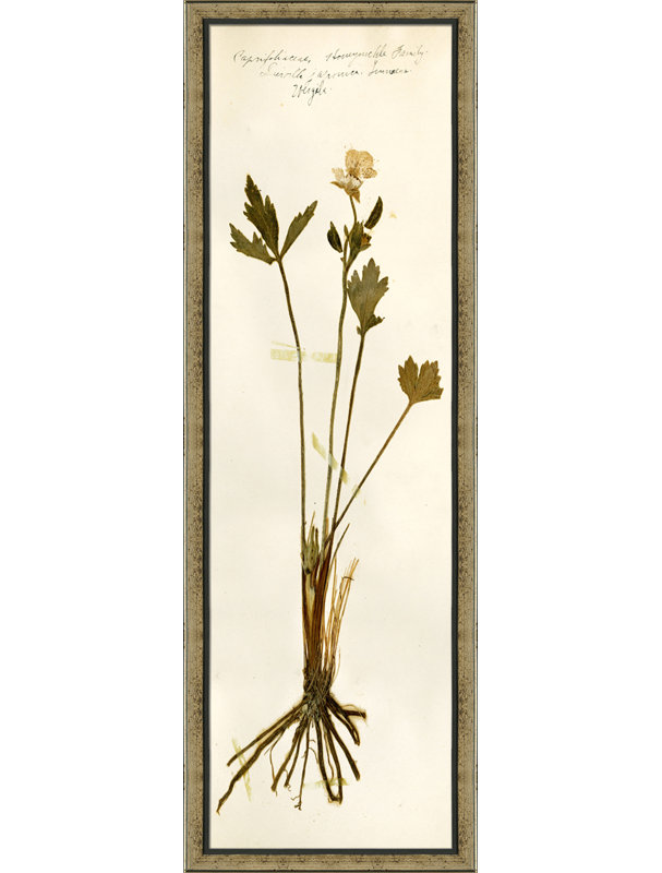 Pressed Botanical " Pressed Botanical 26 "