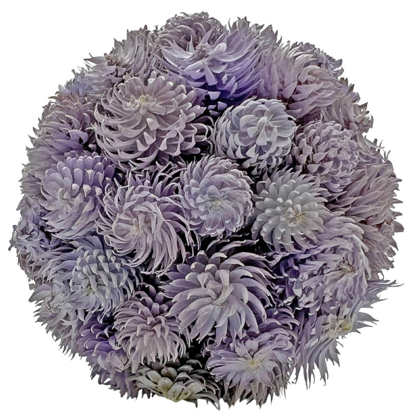 Ensemble de 3 boules topiaires naturelles et préservées faites à la main Arvizu