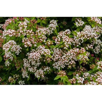 " Viburnum Tinus Blossoming "