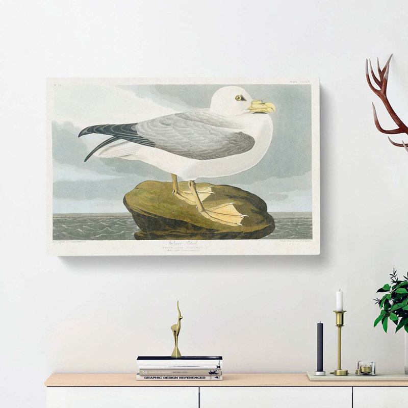Fulmar Bird by John James Audubon - Wrapped Canvas, 35cm H x 50cm W x 3cm D