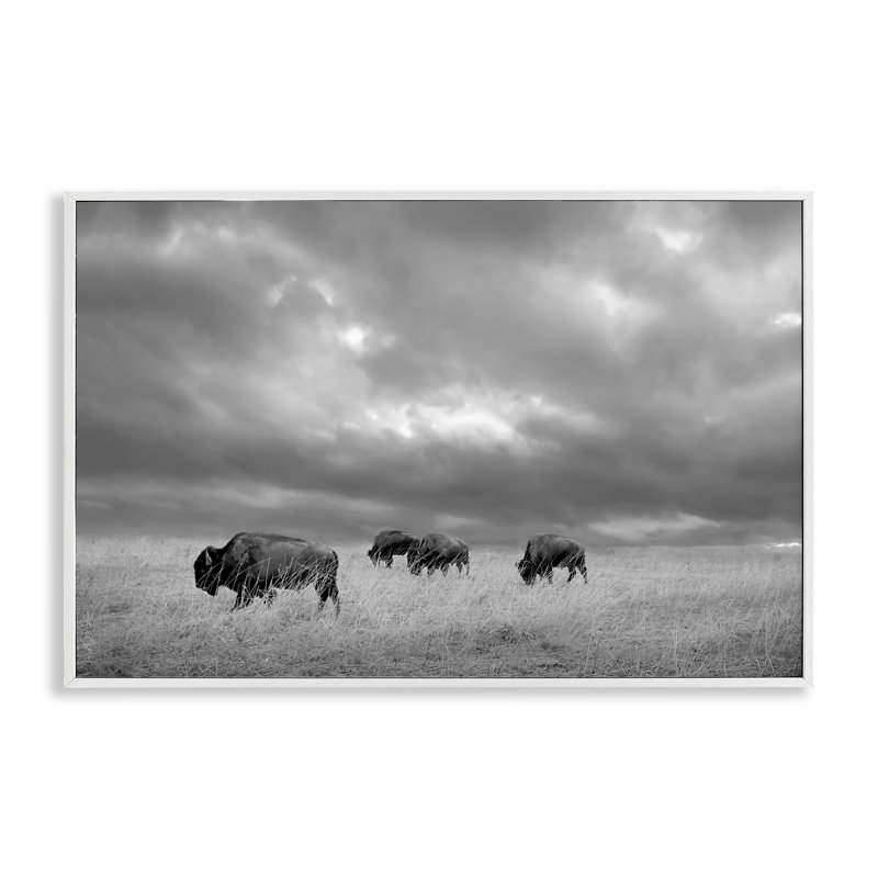 Bisons sous un ciel d'automne, estampe numérique, design par Steve Toole, H 20 po x l 30 po, Encadrement giclée blanc côtier