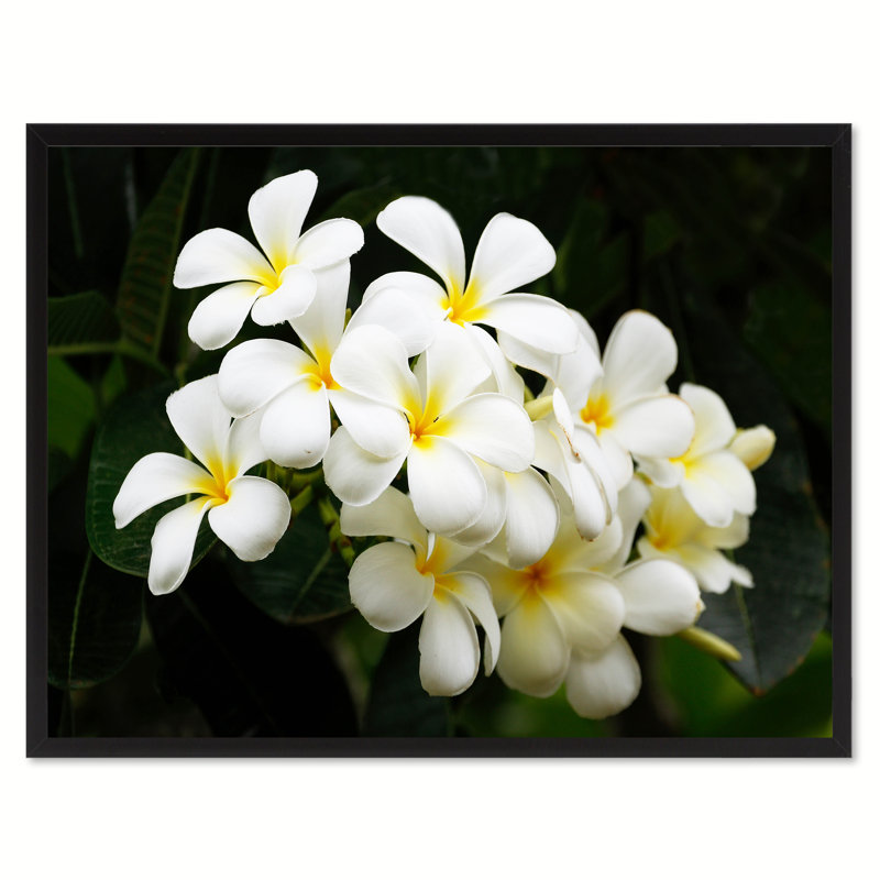 «White Plumeria Flower», reproduction sur toile avec cadre photo, 28 x 37