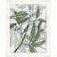 Urban Leaves 2 Print