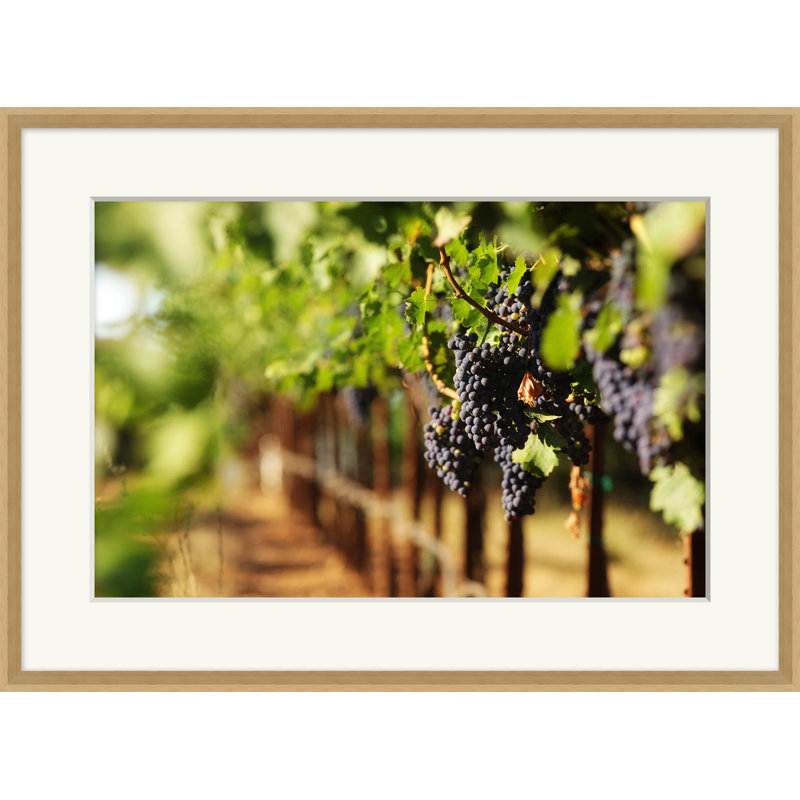 Ripening Grapes 2 Print by Nathan Turner