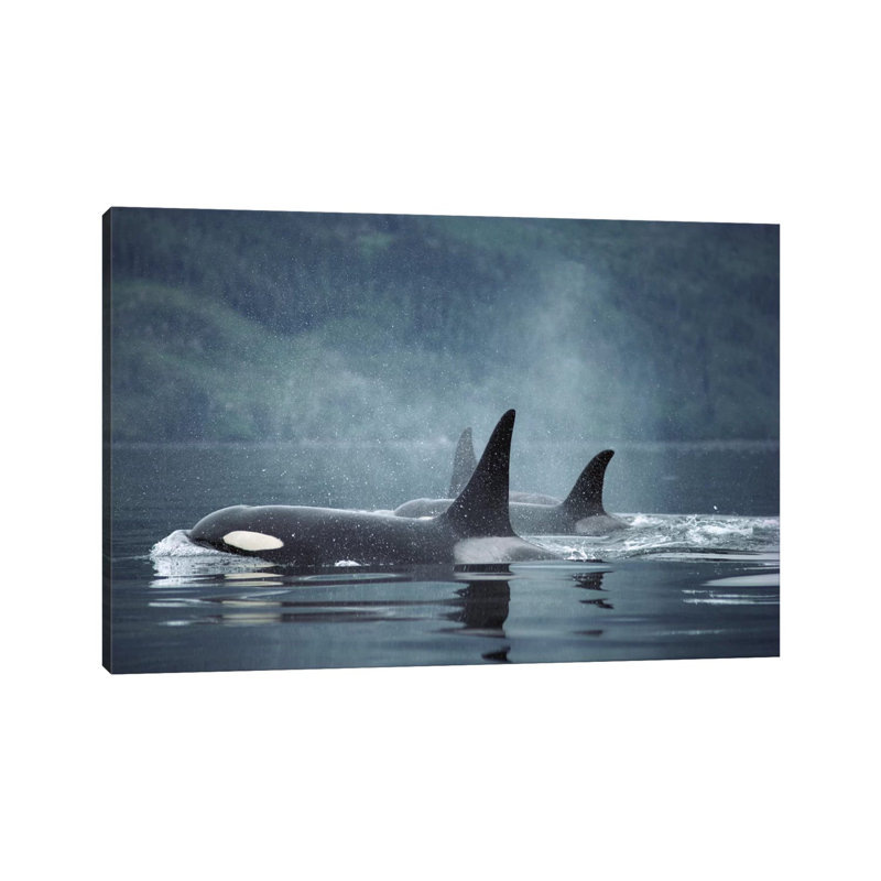 Orca Group Surfacing, Johnstone Strait, British Columbia, Canada by Flip Nicklin - Wrapped Canvas Gallery-Wrapped Canvas Giclée