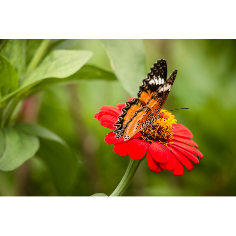 Monteverde Monarch Butterfly - Wrapped Canvas Print, 30cm H x 46cm W x 3.8cm D