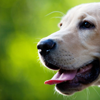 Labrador chiot par Radelukovic - photographie sur toile tendue