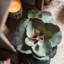 Plante succulent en pot gigantea-1060739831