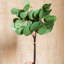 Ensemble de branches d'eucalyptus artificiel-2110687249