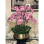 Orchidée Roberi dans un pot à fleurs-96223303