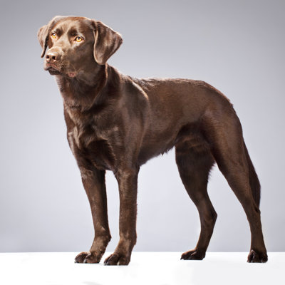 Chocolate Labrador - Wrapped Canvas Print
