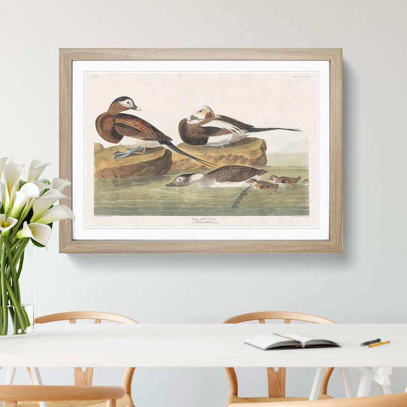 Long-Tailed Ducks by John Audubon - Framed Print, 27cm H x 36cm W x 2cm D, Oak Framed