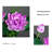Ranunculus Arrangement in Pot-2131488274