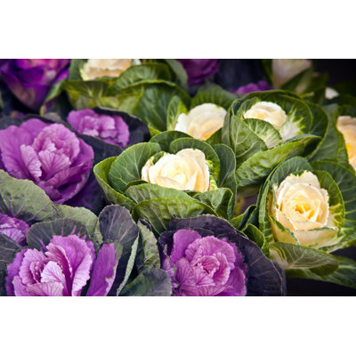Chenisse en fleurs - impression