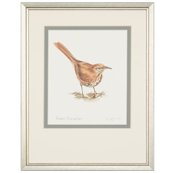 Brown Thrasher Print