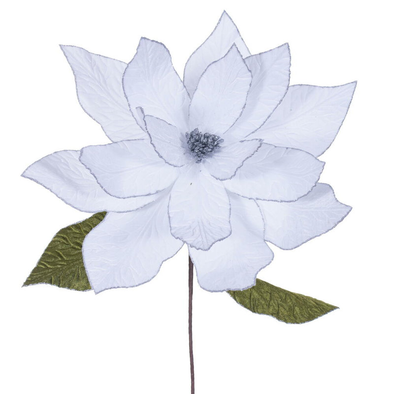 Tiges de poinsettia, Blanc lait