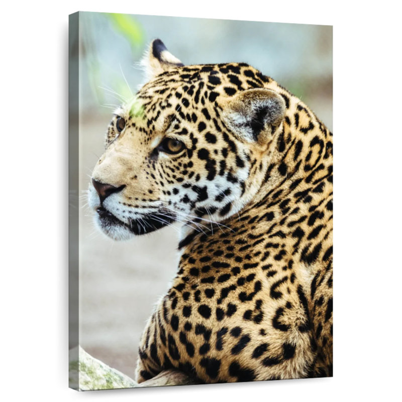 Brampt Jaguar Look, 51" H x 34" W